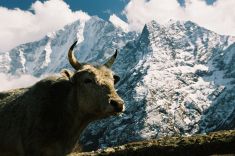 F1-014 Kuh Tengboche Thamserku quer.jpg